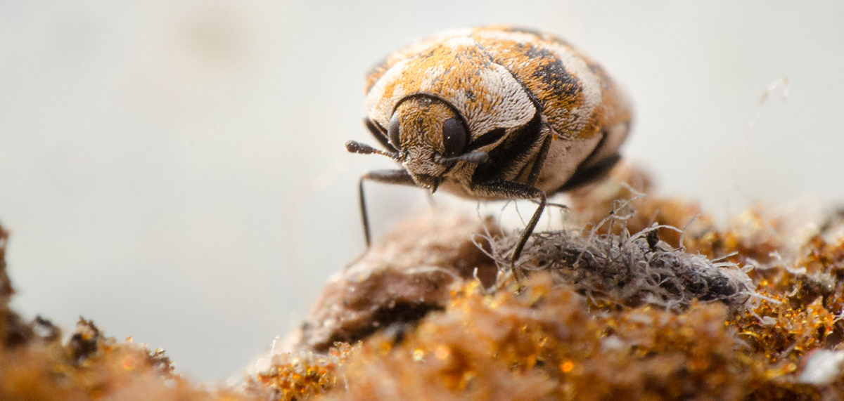 Carpet beetle on fabric for the latest pest managment control news and press releases